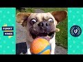 [30 MIN] TRY NOT TO LAUGH - Ultimate Funny Animals Videos & Cute Pets Compilation July 2018