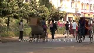 Cheap and best mode of transportation in Bodhgaya: Tanga and rickshaws