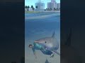 gta vc nextgen edition shark attack