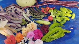 கொஞ்சம் பெரிய அறுவடை தான் #big harvest#gardening #harvest #teracegarden