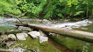 Samsung Galaxy S9 Plus Camera (Video): Gorgeous Nature Footage
