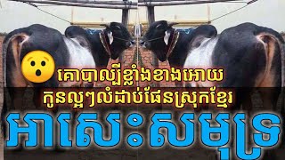 គោបាអាសេះសមុទ្រ | ល្បីខ្លាំងខាងអោយកូនមកល្អៗលំដាប់ផែនស្រុកខ្មែរ | #mathsaly @mathsaly