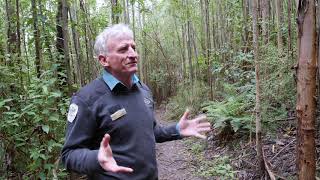 A 15-minute mindfulness walk at Kinglake National Park