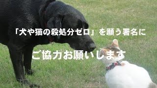 「犬猫殺処分ゼロ」を願う署名にご協力お願いします