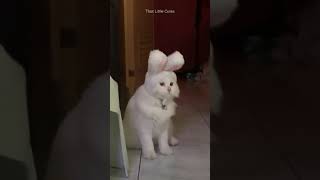 நன் முயல் ட | iam rabbit hooman