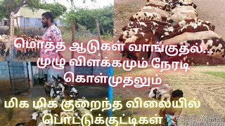 மொத்த ஆடுகள் வாங்குதலும் அதை பண்ணைக்கு கொண்டுவந்து சேர்க்கும் வரை முழு விளக்கமும்