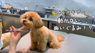 【子犬】ぬいぐるみ！？カット中まで大人しい（トリミング後編）