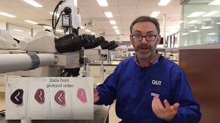 Microscope tutorial - Troubleshooting elastin stains - Part 1