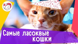 3 самых ласковых породы кошек