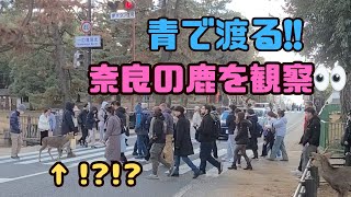 【奈良公園】青になると渡りだす鹿に外国人観光客大興奮