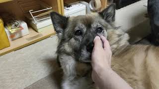 朝からじいじの横でまったり寛ぐ犬のムーちゃん