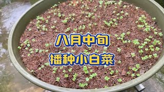 立秋后播种小白菜，这样播种菜苗又爱出来又均匀，季节对了不长虫