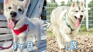 【総まとめ】シベリアンハスキーが成犬になるまでの成長記録