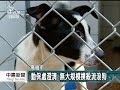 20130807公視中晝新聞－高雄動物收容所爆滿 安樂死引抗議