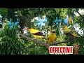 huni ng lapiting kilyawan the best sound effects of black naped oriole