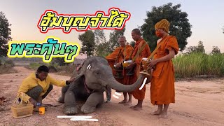 บัวบานจำพระใหม่ได้ไหม❗️เหนือรอ⁉️บิณฑบาตวันแรก एक हाथी,elephant