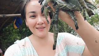 fishpond harvest time/harvest/fishpond/fish/shrimp/rural life/PROBINSYANA life/FARM/FISHING