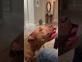 maybe i’ll kiss you for valentines. dogshorts dog dogs dogvideos