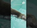 Rescued sea otter pup welcomed at Chicago aquarium