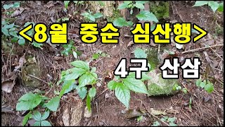 8월 무더위 속 산삼 채취 산행. #산삼