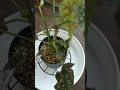 ベゴニアマクラータの水やり watering begonia maculata 観葉植物 観葉植物のある暮らし plants ボタニカル