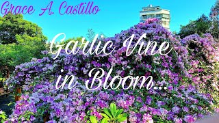 Garlic Vine in Bloom (Flower)...