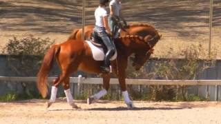 Leander 2011 16'2 Trakehner SUPER TALENTED!