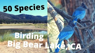 Big Bear Birding Bonanza - 50 Different Bird Species