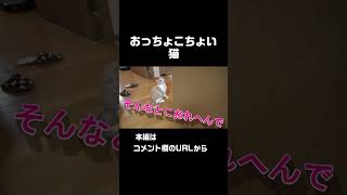 猫のクラッキング #shorts