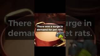 Ratatouille Did You Know