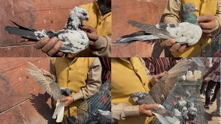 jama masjid kabutar market Delhi pigeon market gole kabootar madrasi fancy 23/02/2025