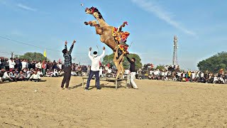 ऊँट का धमाकेदार डांस,जनता मे मची खल-बली ||NEW MARWADI CAMEL DANCE ||NEW TAREDING SONG #viral#dance