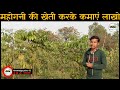 mahogany tree mahogany tree farming महोगनी का पेड़ लगाने के फायदे महोगनी का पौधा कितने में मिलता है