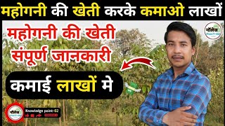 mahogany tree|mahogany tree Farming |महोगनी का पेड़ लगाने के फायदे|महोगनी का पौधा कितने में मिलता है