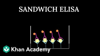 ELISA in Molecular Diagnosis | Biotechnology Applications | Class XII | Biology | Khan Academy