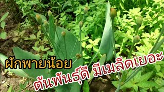 วิธีดูแลต้นพันธุ์ผักก้านจอง ผักพายน้อย|Im Channel