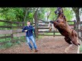 Training A WILD Foal! From First Touch To Haltering! | Foal Training [EP1]