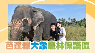 🐘🍌🍍與大象一起洗澡玩泥巴~~芭達雅大象叢林保護區 Pattaya elephant jungle sanctuary