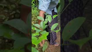 Pathikattil Nutmeg Gold#Antony Muniyara Vlogs