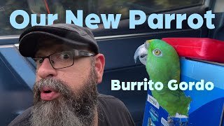 Introducing Our New #Parrot Burrito Gordo | Nicaraguan Green #Conure | Pacific Parakeet \u0026 NicaLoro