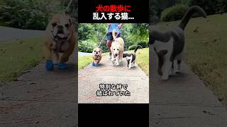 近所の猫が犬たちと散歩に来る