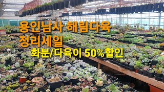 해림다육 정리세일 화분/다육이 50%할인세일 010-9268-2869