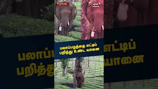 Elephant | இதோ வரேன்... பலாப்பழத்தை எட்டிப் பறித்து ஒரு பிடி பிடித்த யானை | Vaalaparai | Tamil News