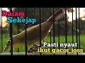 DALAM SEKEJAP | TERBUKTI CEPAT PANCING CIAK EMOSI KECIAL KUNING IKUT NYAUT JOSS DAN GACOR