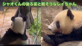 【雨の日のお部屋】たくさん食べたら眠くなるシャオくんとレイちゃん🐼😴　6月11日 Ueno Zoo Giant Panda