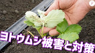 【いちご栽培】ヨトウムシ被害と対策について