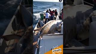 Fishermen \u0026 strange sea creatures #fishing #fishingvideo #fishinglife #seacreatures #monster #sea