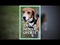 Envigo Rescue Update #shortsfeed