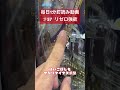 毎日1分釘読み動画♯57リゼロ強欲 兼業パチプロのヨッチ パチンコ パチプロ 釘読み 期待値 リゼロ リゼロ2期 毎日1分釘読み動画