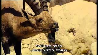 טיול בדרום - מדבר יהודה בשיא הקיץ - יעלים בארץ ישראל